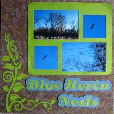 Blue Heron Nests-CG 2010