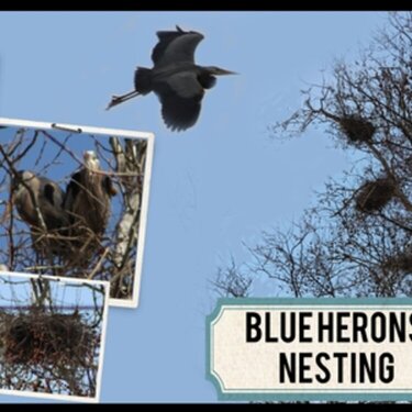 Blue Herons Nesting