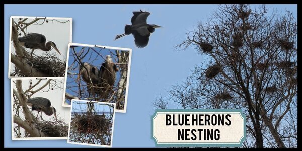 Blue Herons Nesting