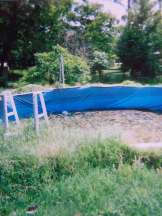 Back yard 2005