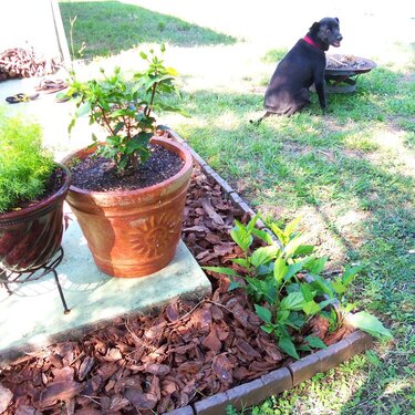 My Garden Buddy