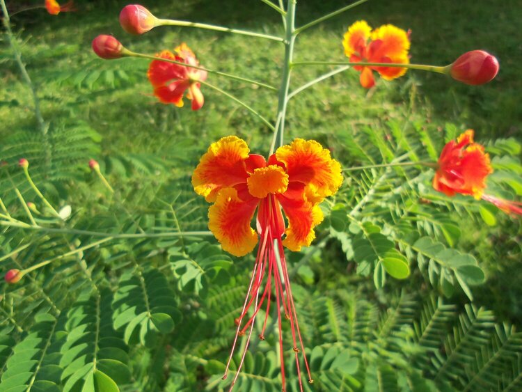 Dwarf Poinciana