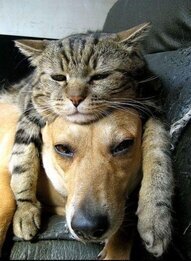 Cat on Dog
