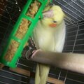 Delaney, Female Cockatiel having a snack