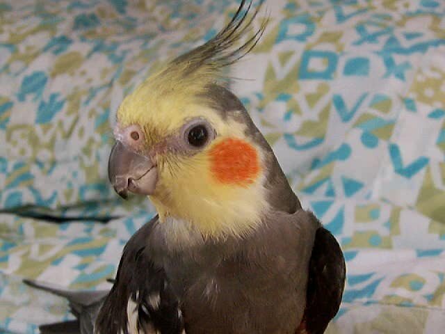 Barney, the cockatiel