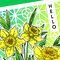 Daffodil Hello