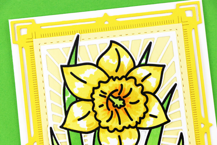 Sketched Daffodil