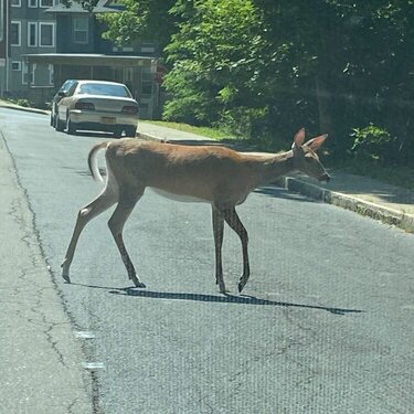 Crossing the road!