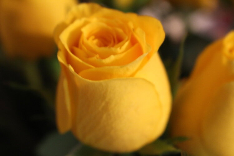 Yellow Roses...Layers #1