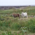 Photography Challenge:  Ponies in Ireland