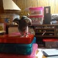 My african grey wanting to SB!