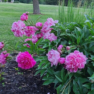 Pink - peonies are in bloom