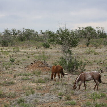 horses