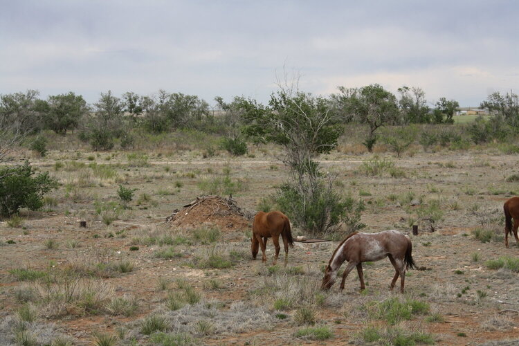 horses