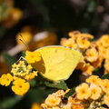 yellow butterfly