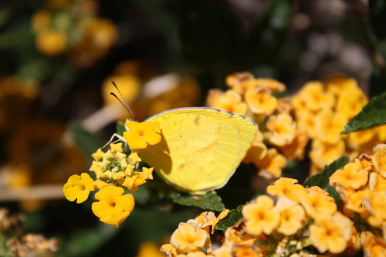 yellow butterfly