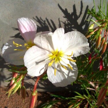 white flower