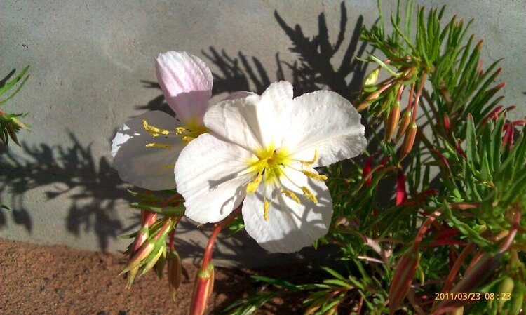 white flower