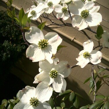 white flowers