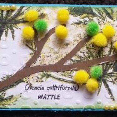 Acacia Cultriformus - Wattle