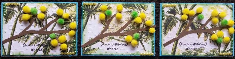 Acacia Cultriformus - Wattle
