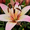 Pink Lily