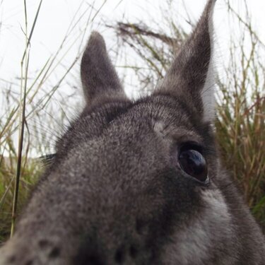 Wallaby selfie.