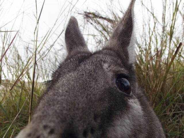 Wallaby selfie.