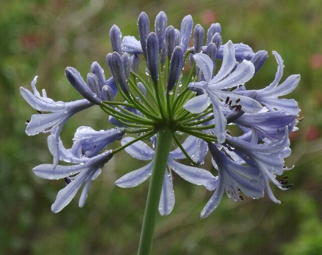 Purple agapanthus .... after rain.