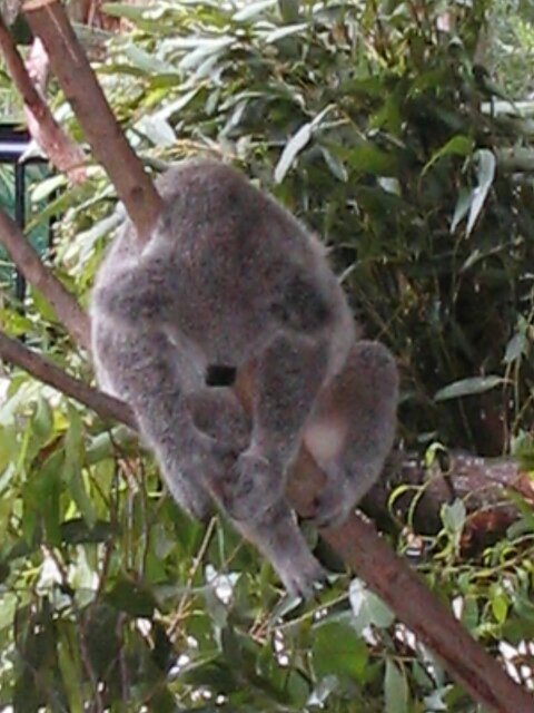 Sleepy Koala..