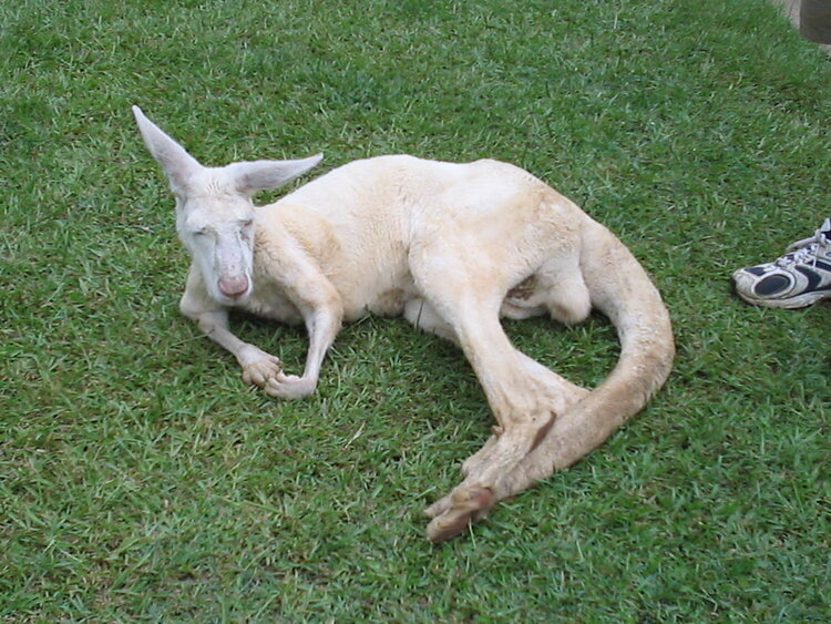 Albino Kangaroo.