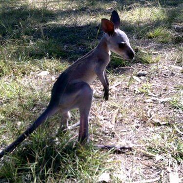 Grey Kangaroo joey.