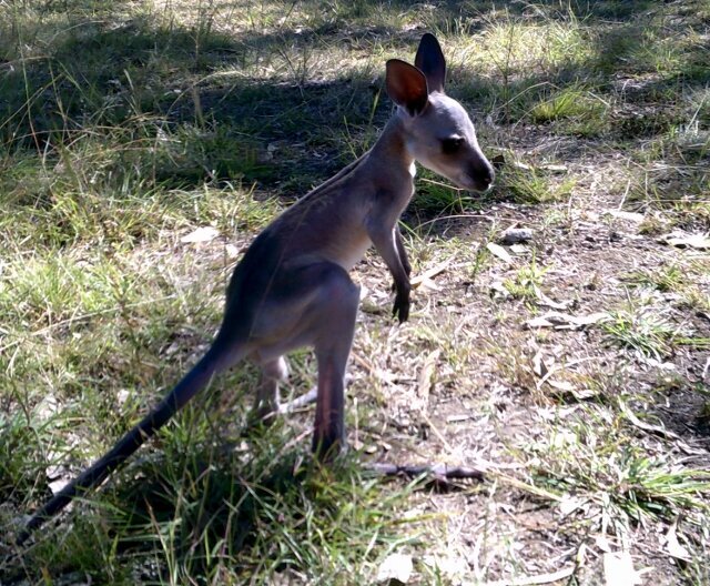 Grey Kangaroo joey.