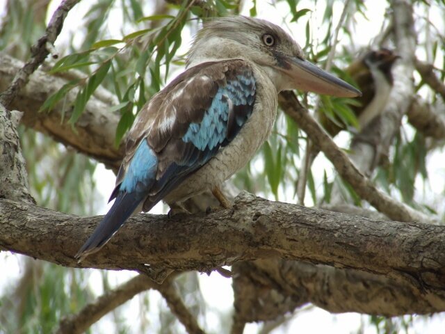 Happy Australia Day !!