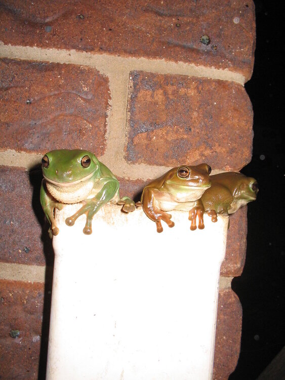 Happy frogs