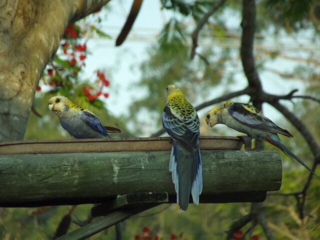 Our Rosella&#039;s.