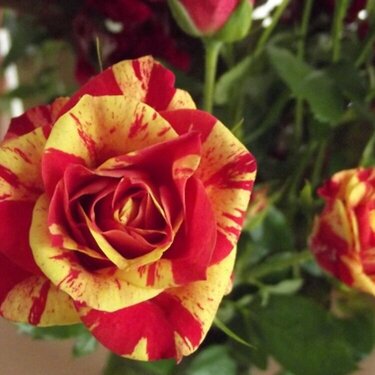 Striped roses