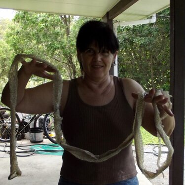 9 foot long snake skin - but no snake