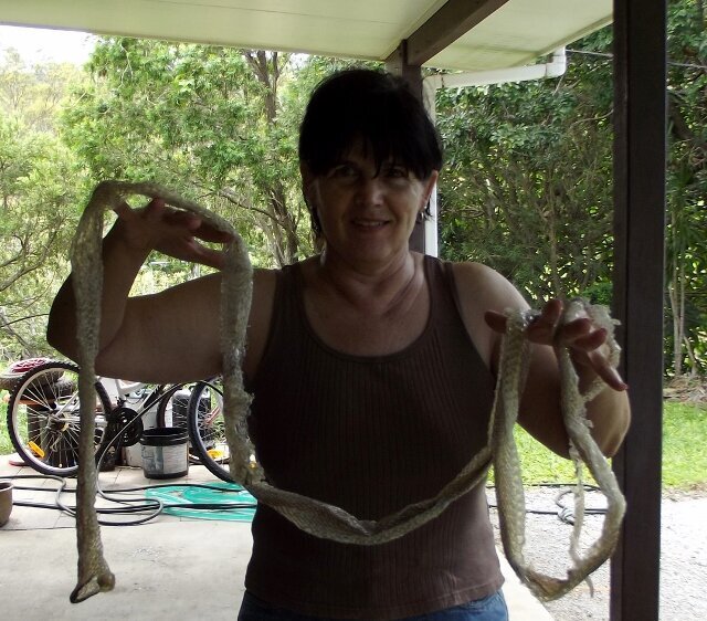 9 foot long snake skin - but no snake