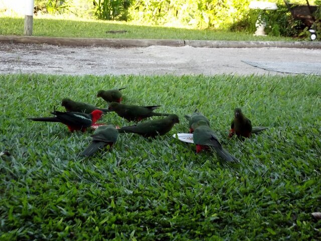 Young King Parrots