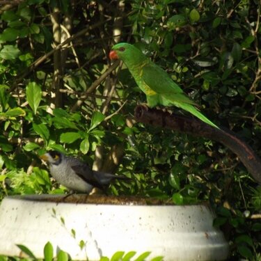 Close up of Greenie and a Banana bird