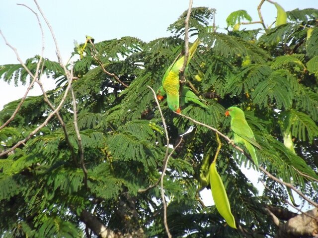 Little Greenies chasing caterpillars in the Poinsiena tree.