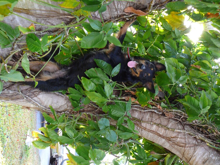 What..  don&#039;t all dogs climb trees.?