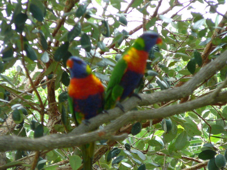 Our noisy lorikeets.