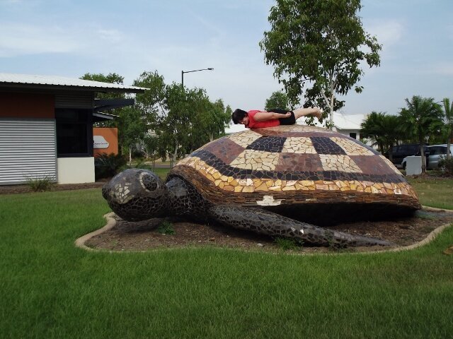 Turtle in Darwin , NT.