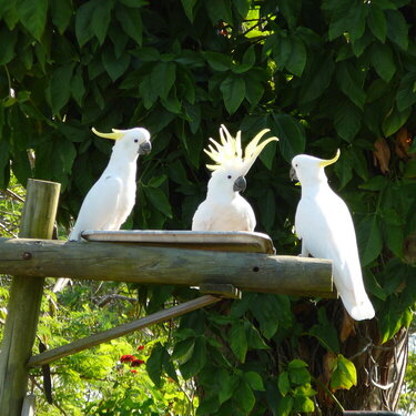 Our White Cockatoos.