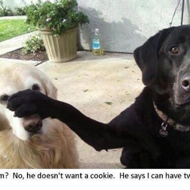 No he doesn&#039;t want a cookie.
