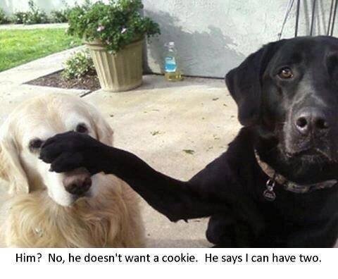 No he doesn&#039;t want a cookie.