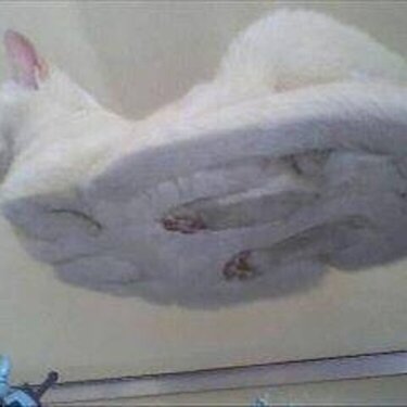 Cat on a glass table.