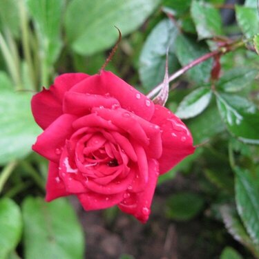 Beauty of the Rose
